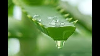 Faida za mualovera [Aloe vera] Mwilini