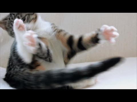 Kitten vs Own Tail