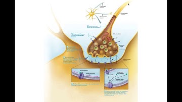 Chapter 11.7 The Synapse BIO201