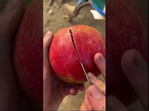 لو بقشر ١٠ حبات رمان هيك بقعد ١٠ سنين  