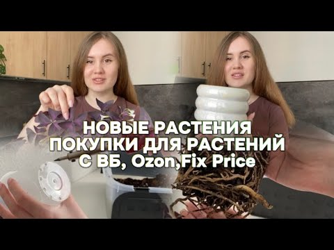 Обзор новых растений, покупка новых горшков, пересадка🪴