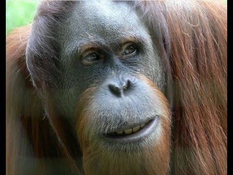 Video: Differenza Tra Primati E Scimmie