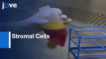 BMPR-IB+ Adipose-Derived Stromal Cells Isolation | Protocol Preview