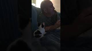 Kitten's Playful Antics and Adorable Interaction with Human Dad
