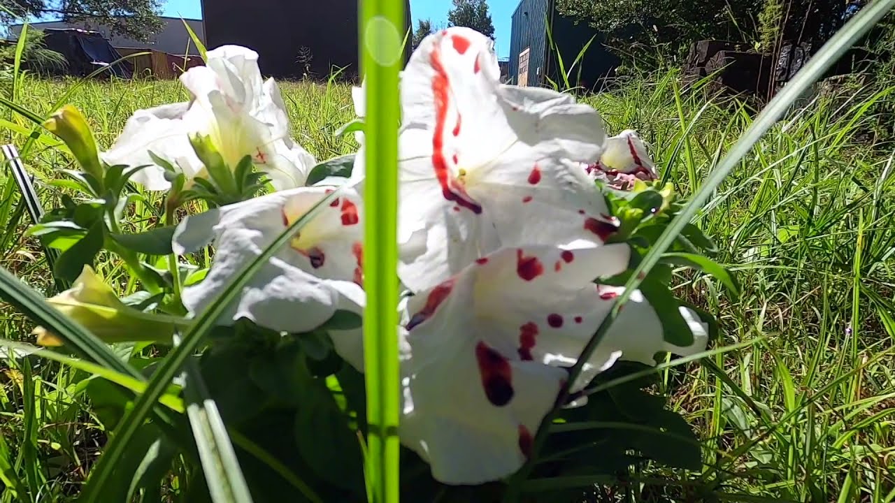 The Walking Dead Behind The Scenes Blood Splatter