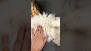 He’s name is Kawaii #viral #cat #neko
