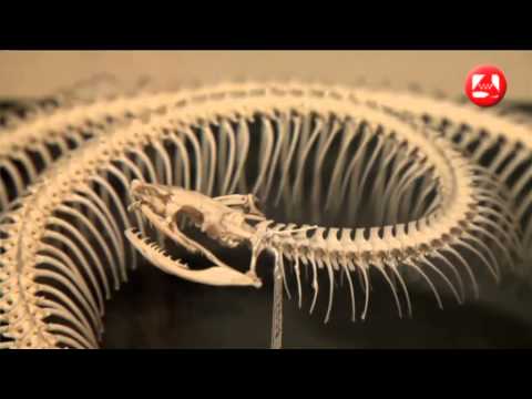 el-museo-del-prado-revela-su-secreto-como-museo-de-historia-natural