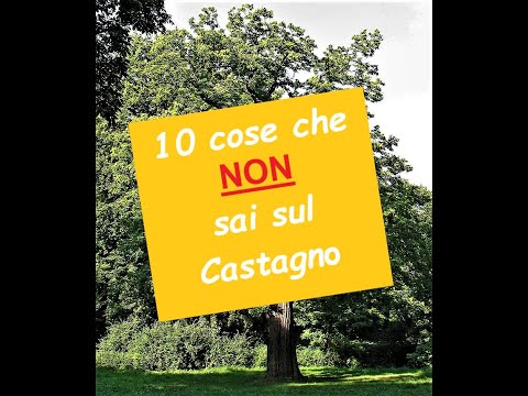 10 Cose che NON sai sul Castagno (e sulla castagna)