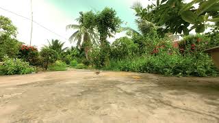 A Flock of Sparrows on a Cloudy Afternoon | Vietnam Countryside screenshot 2