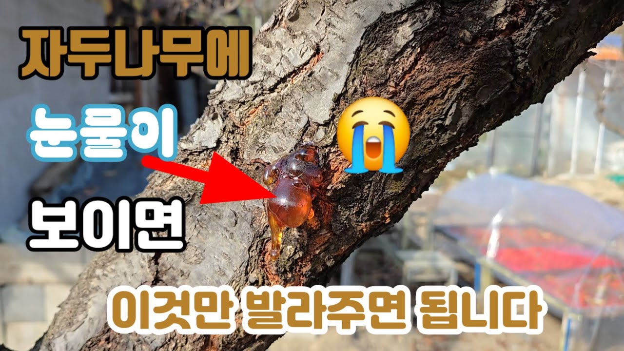 자두나무에 눈물이 보이면 이렇게 하면 치료가 됩니다