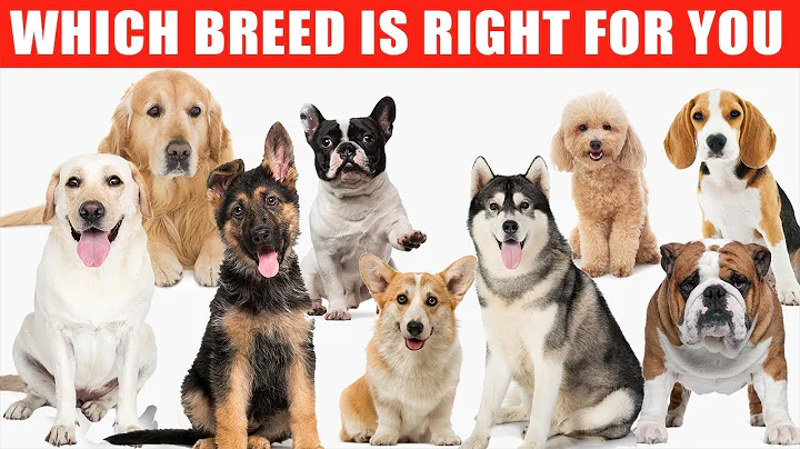 Review of the Top 10 Dog Breeds and Which Breed is Right for You - DayDayNews