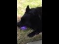 Schipperke dog hunting for Easter egg の動画、YouTube動画。
