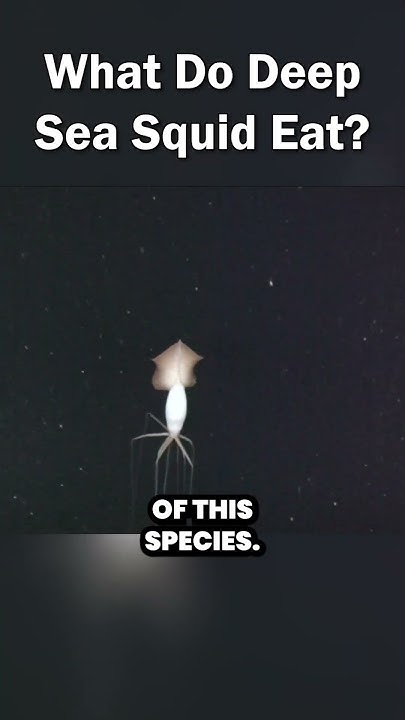 What Do These Deep Sea Squid Eat? The Bigfin Squid #noteworthy #short #