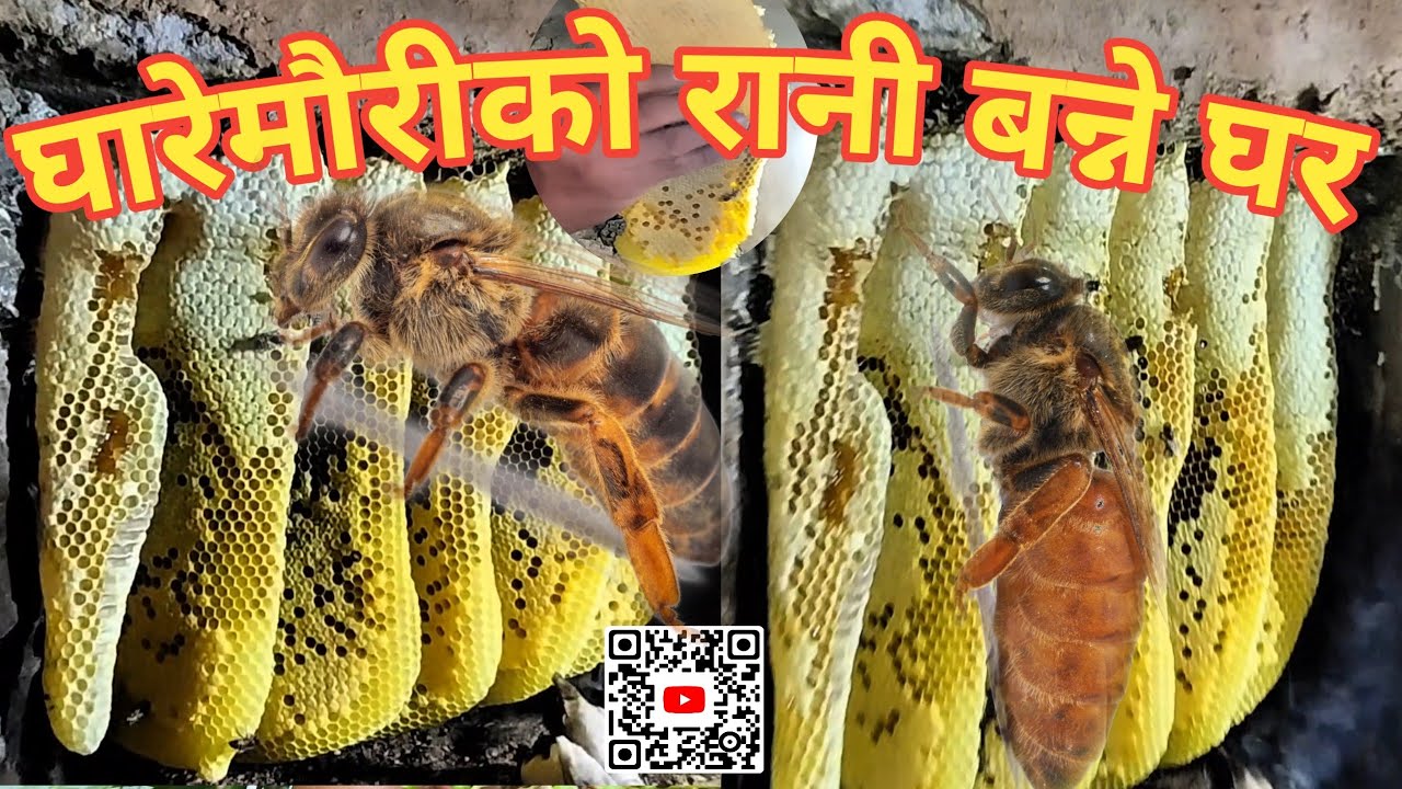 अर्गानिक घारे मौरीको रानी मौरी बन्ने घर,रानी मौरी यसरी बन्छ।@Yograj9vlog#bee#honey