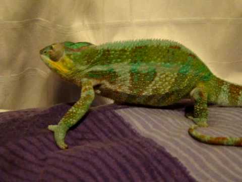 walking pez Bud the Chameleon having a little walk.....