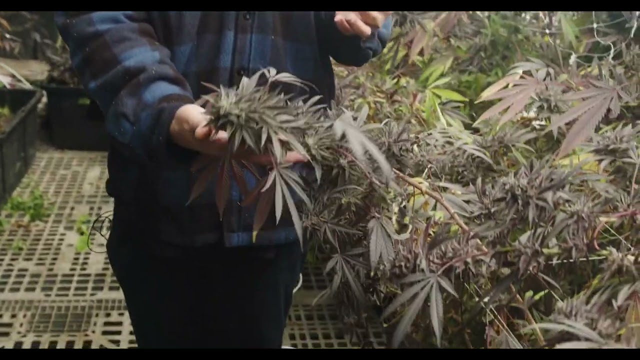 Welcome to the emerald triangle Mendo trees