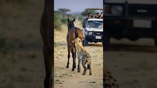 The Hyena Picked the Wrong Horse Today 🐴 #shorts