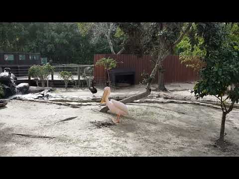 Weastern white pelican swallows a pigeon