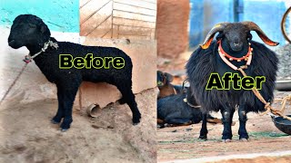 Karnatak Sheep Transformation (2020-2022)😀🔥SINGLE SHER