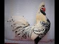 Beautiful Rooster (schöne Hähne)
