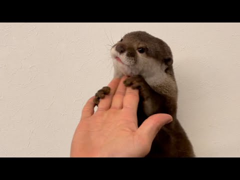 ??????? ????????????????????????? Otter assimilated with blankets