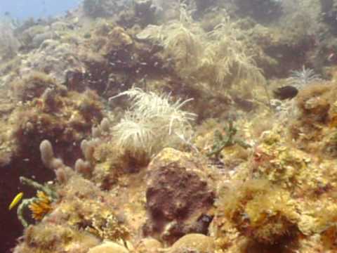 Scuba Diving the Tortugas Bank