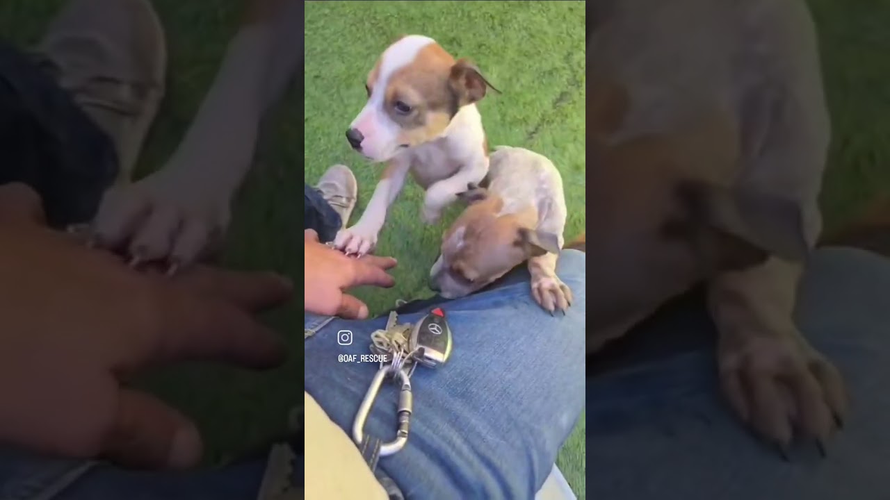 Esperanza Puppies Update! 