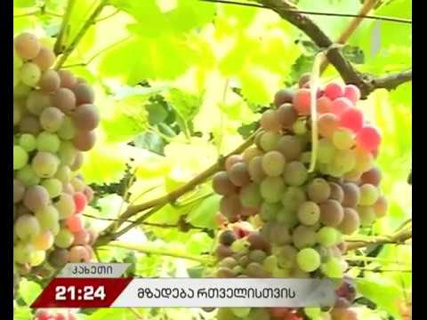 მზადება რთველისთვის