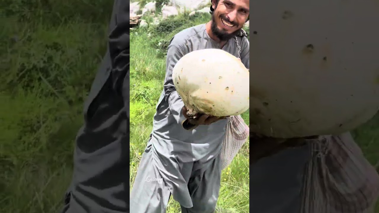 An unique mushrooms of Koh e Suleman |Soleman mountain’s Mushrooms