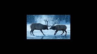 Elk vs Wolf in the Ice 🦌⚔️🐺❄️🔥 #trending #wildlife #viral #animals #eik #tiger #viralvideo