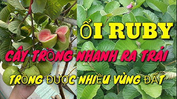 Ổi Ruby cây trồng kinh tế nhanh cho trái _ NHỮNG ĐIỀU CẦN BIẾT KHI TRỒNG ỔI RUBY