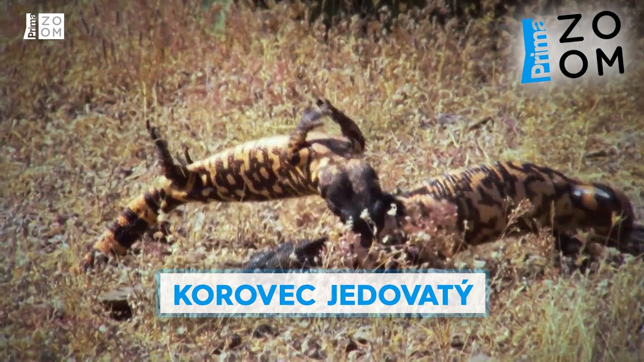 Korovec jedovatý je postrachem mláďat. Podívejte se, jak loví