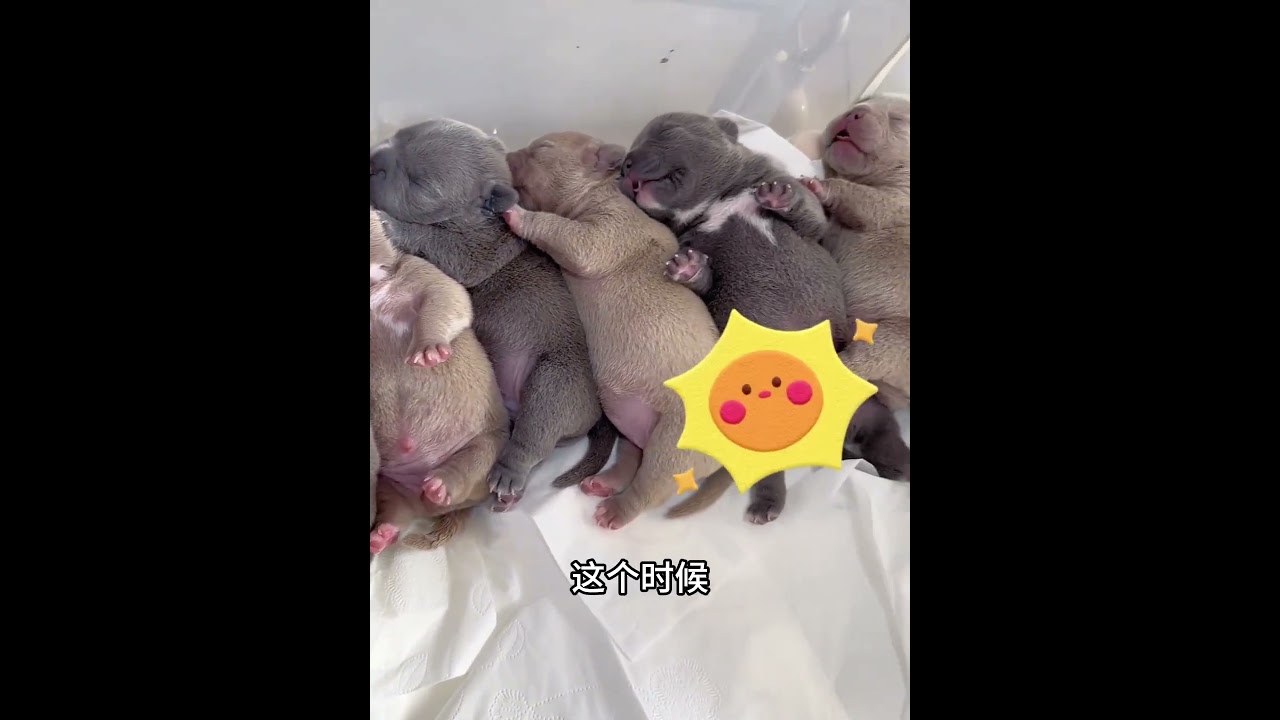 小小一只狗狗，没想到能产下那么多幼崽，男子也是感到不可思议！ #动物救助 #animals #pets #主人 #寵物友善日常 #cute #感人壹幕 #萌寵
