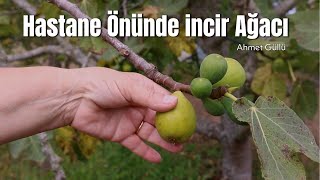 Hastane Önünde İncir Ağacı (Cover) - Üzik