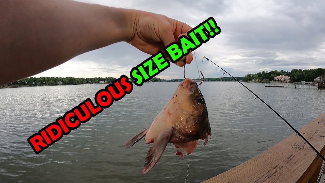 Fishing with GIANT Bait in Lake Wylie! Surprising Results! YouTube