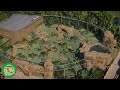African Lion Habitat Speedbuild | Planet Zoo |