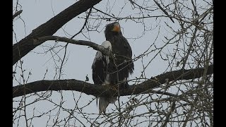 Семья Белоплечих Орланов во Владивостоке / Haliaeetus pelagicus