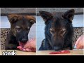 Then  now jet the german shepherd reviews food