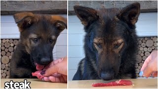 Then & Now: Jet the German Shepherd Reviews Food