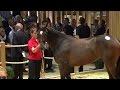 Deauvilleyearling vente record de 26 millions deuros