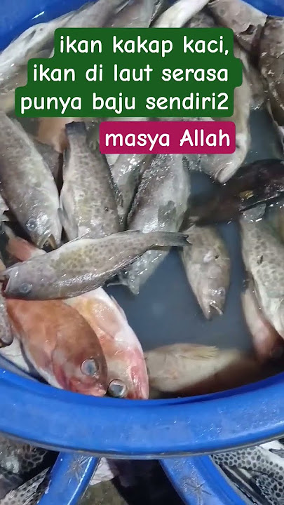 ikan ikan di laut memang luar biasa #fypyoutube #viralvideo #fish #sea