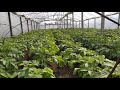 🥔Ранний картофель в теплице 22 марта 2020 🥔Early potatoes in March in the greenhouse