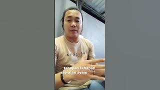 Agar ayam lebih tahan pukul ada beberapa tahapan yang harus di lalui