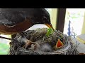 Robin Birds feeding their babies May 27, 2018