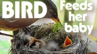 Unknown Robin Birds feeding their babies May 27, 2018 #dayinlife