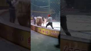 中國馬戲團獅子老虎咬馬大戰馴獸師無法控制