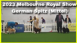 2023 Melbourne Royal Show  German Spitz (Mittel)