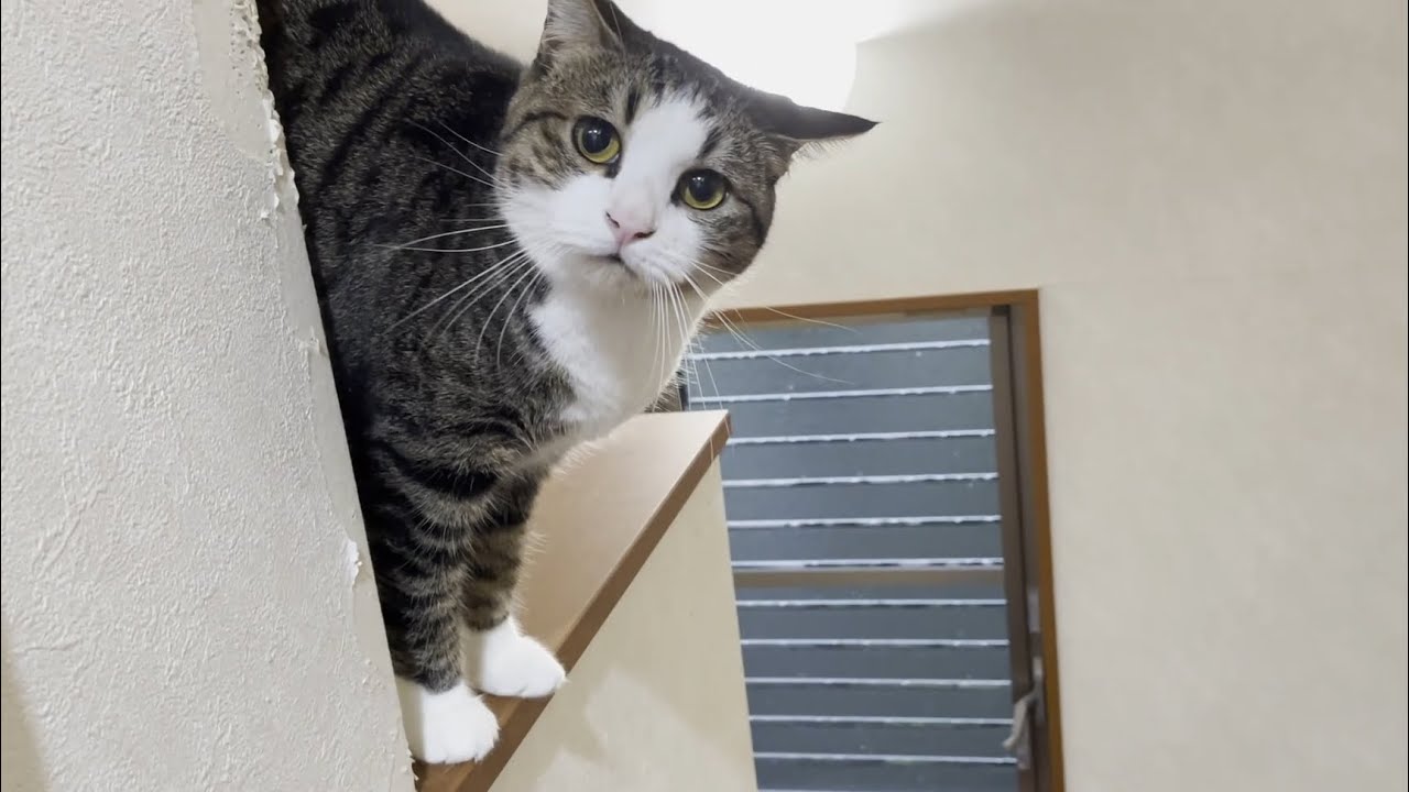 寂しくなると「ニャーニャー」連呼してしまう猫