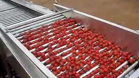 Cherry tomatoes grading machine,Cherry tomatoes sorting machine