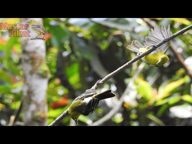 🔴trapping birds Aegithina Tiphia trapped a lot class=